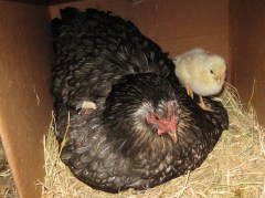 Mr. Pants and her babies