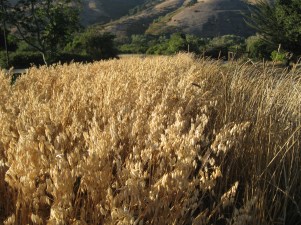 hullless oats (left), Sonora wheat (right)