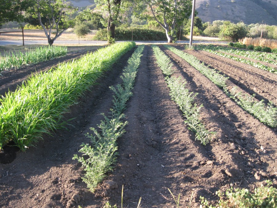 onions, millet, garbanzos, black beans