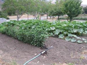 (peppers - plus basil - on drip)