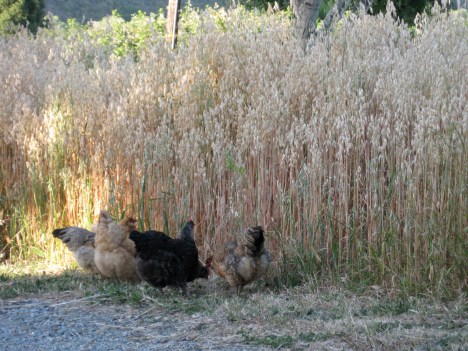 Snacking by the oats.
