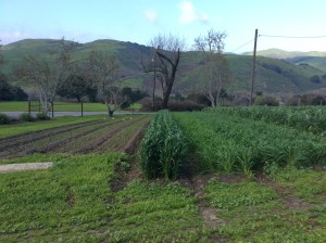 2014/2015 wheat trials, School Road Farm.