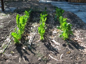 Maturing sugarbeet plants.