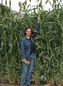 Oct 21, 2012 sorghum