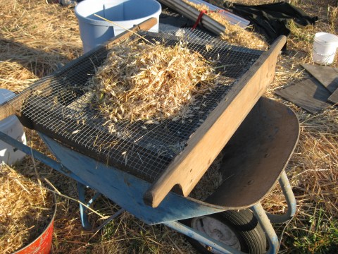 Screening oats.