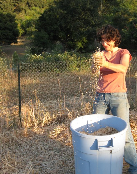 Winnowing with the wind.
